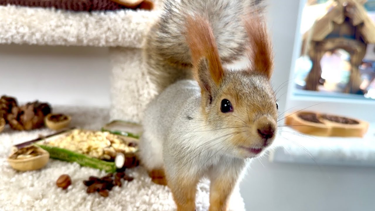 Morning at the Squirrel House. Утро в беличьем доме.