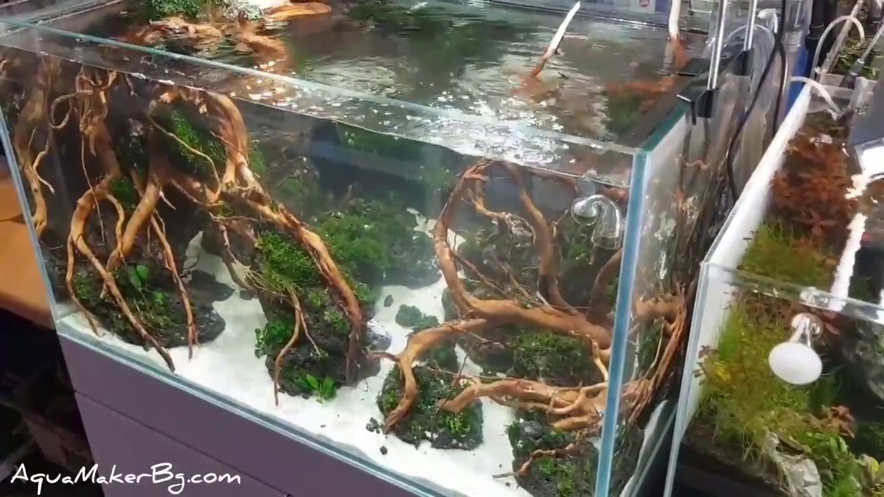 Aquascaping showroom in our store