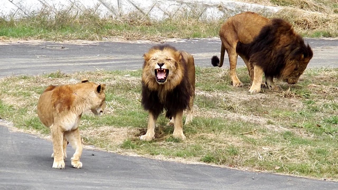 あれでミキにつかないのかあ　Jump does not chase Miki　Lion(ライオン)　多摩動物公園