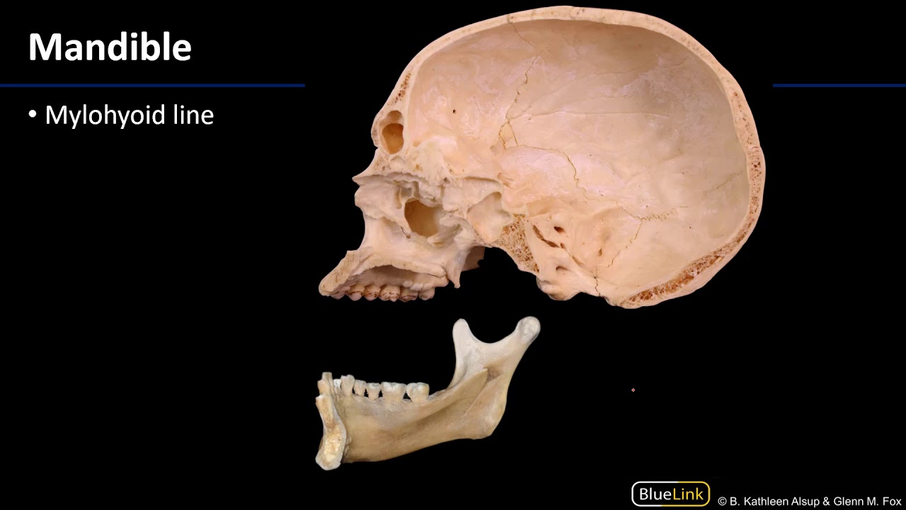 Larynx and Pharynx - Osteology