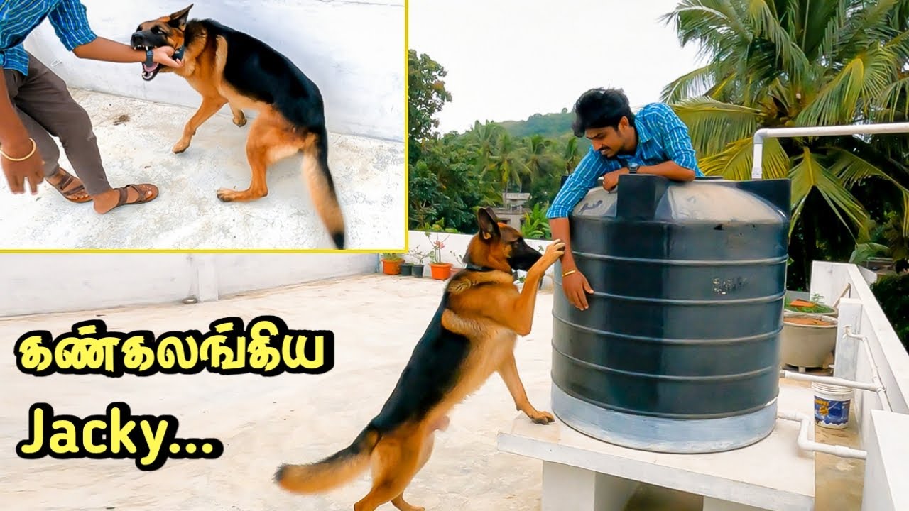 கண் கலங்கிய Jacky🤕🥺 | Will JACKY find me? JACKY THE GERMAN SHEPHERD
