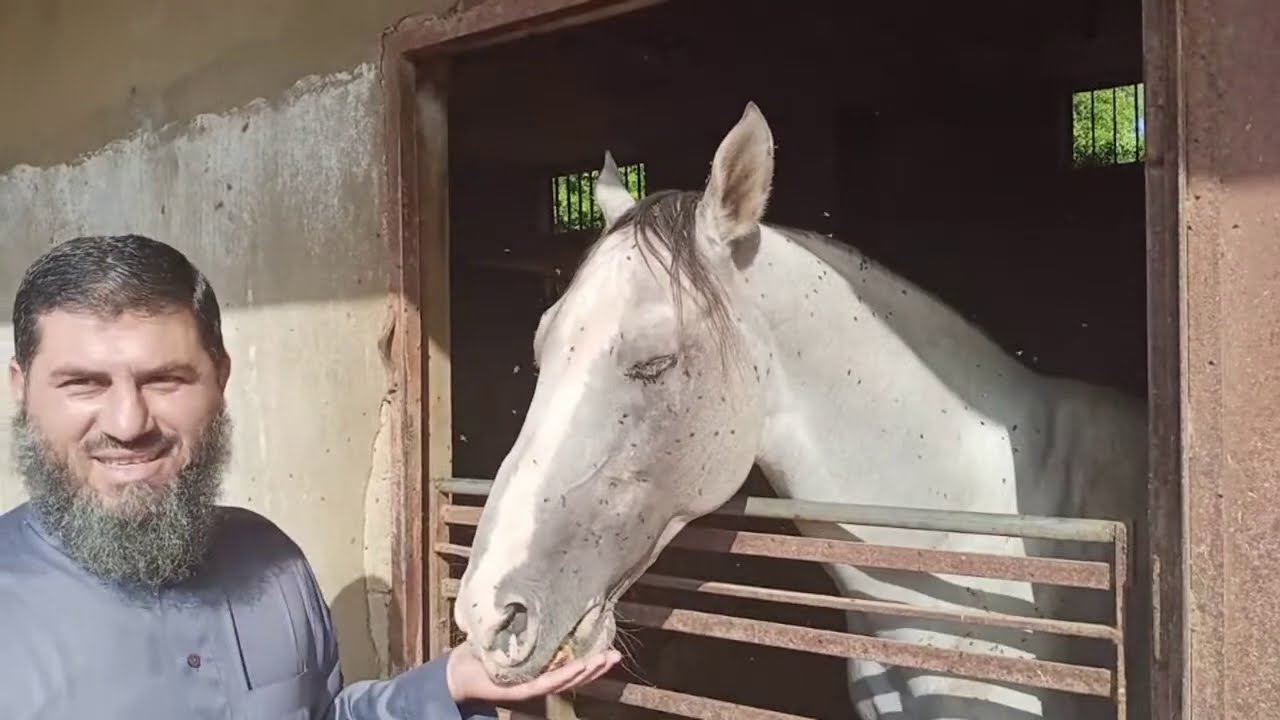 HORSES of Lebanon, All You Need to Know: Baksmaty Arabian Horses Farms, Akkar