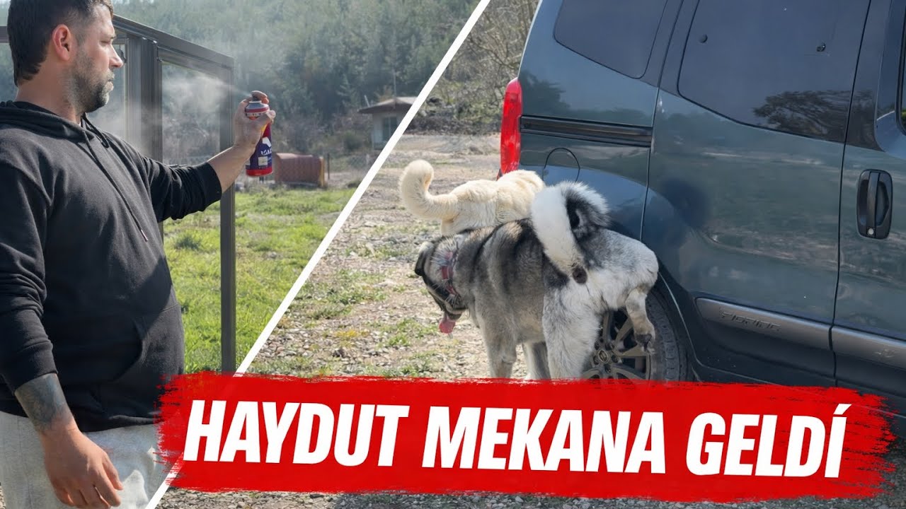 1 YIL SONRA HAYDUT VE ÇAVUŞ KARŞILAŞTI ŞAŞIRTILAR BENİ