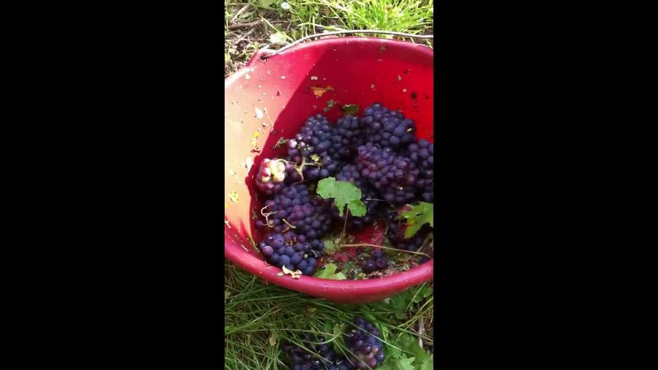 Le&ccedil;on de vendanges ou comment couper le raisin - Champagne Marc Chauvet