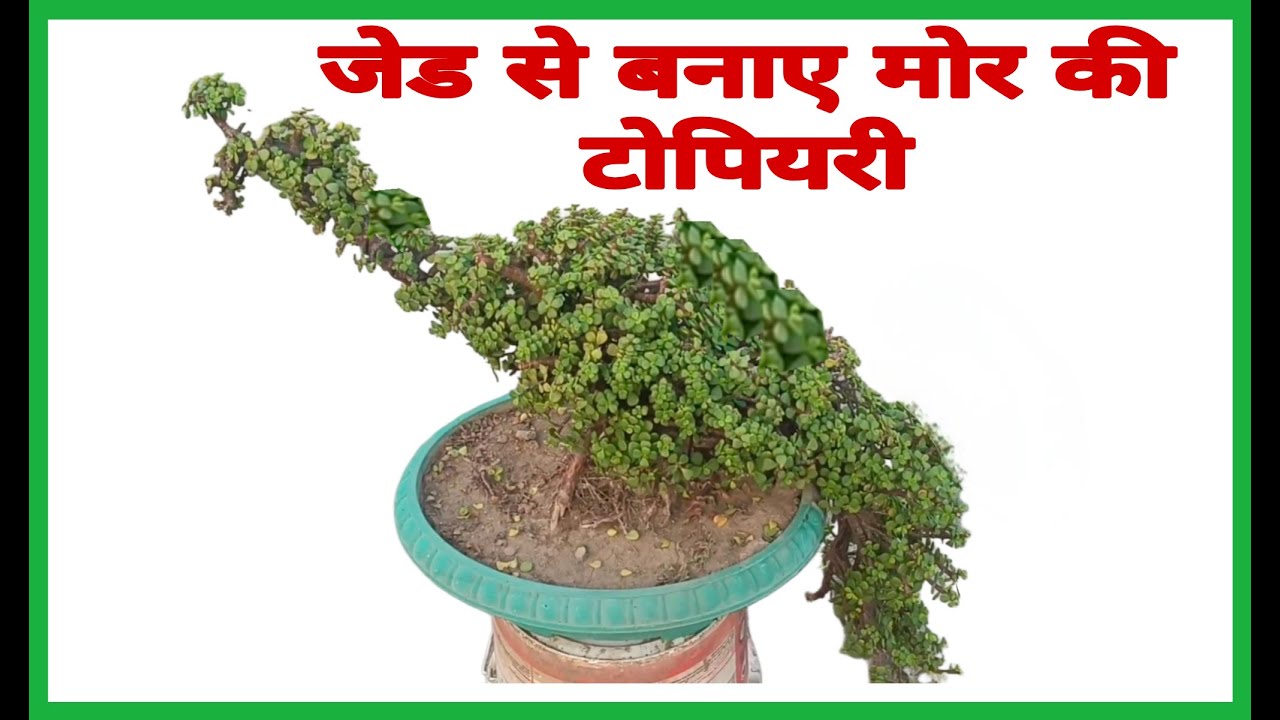 How to make Mayur topiary with  Jade plant