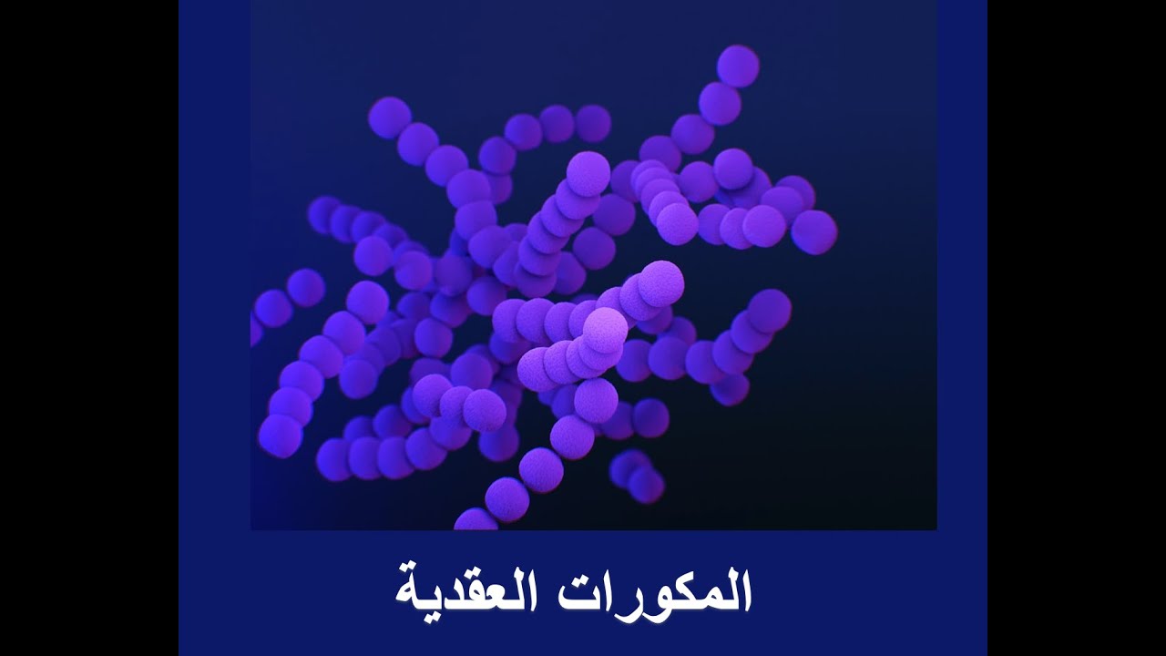 الاحياء المجهرية / المحاضرة الخامسة عشر / streptococcus