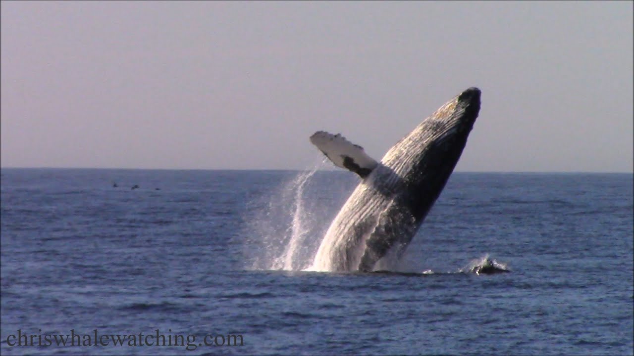 11.25.22 Humpback Whales & Pacific white-sided dolphin