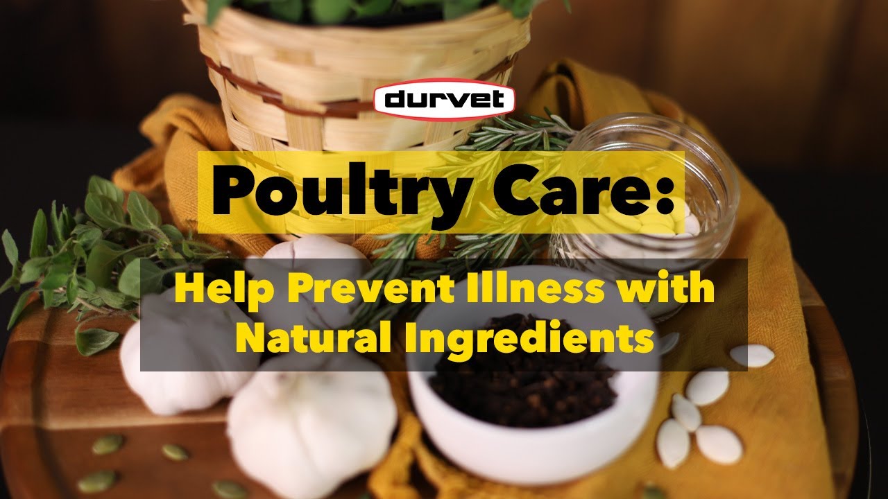 How to Maximize Nutrition in Poultry with Natural Ingredients