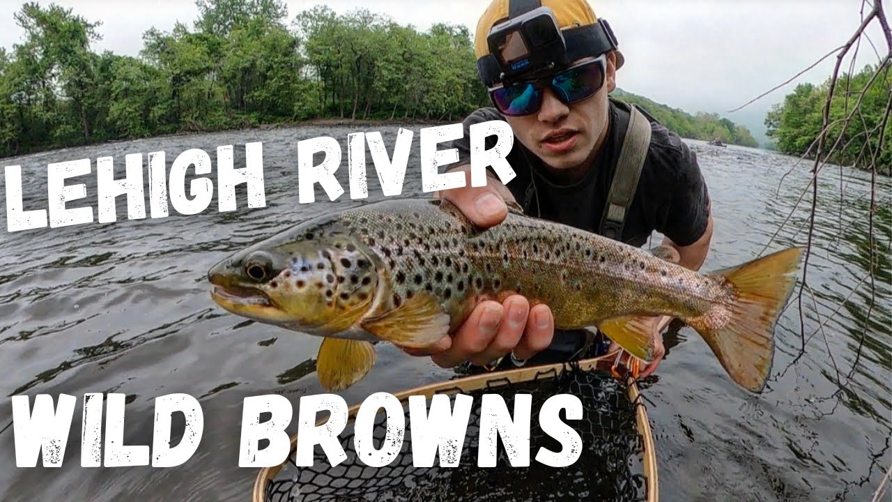 Lehigh River Trout Fishing [WILD BROWNS 2023]