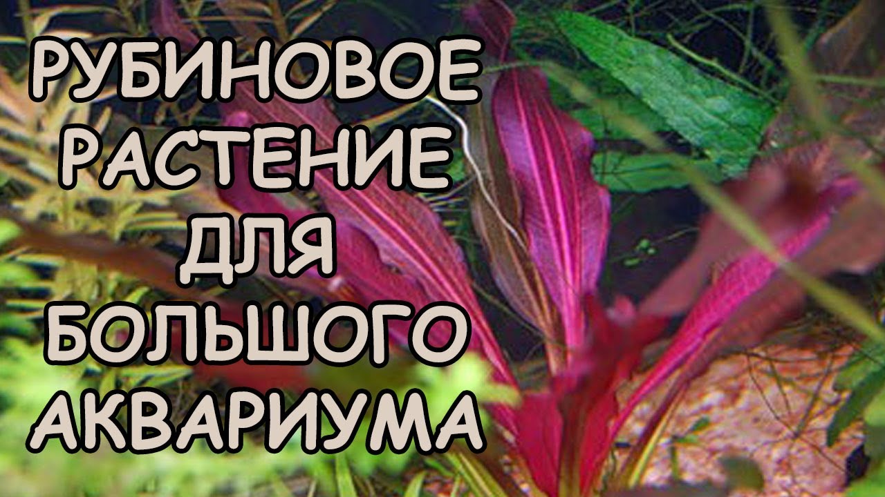 ЭХИНОДОРУС РУБИН. Echinodorus Rubin. РУБИНОВОЕ УДОВОЛЬСТВИЕ ДЛЯ БОЛЬШИХ АКВАРИУМОВ