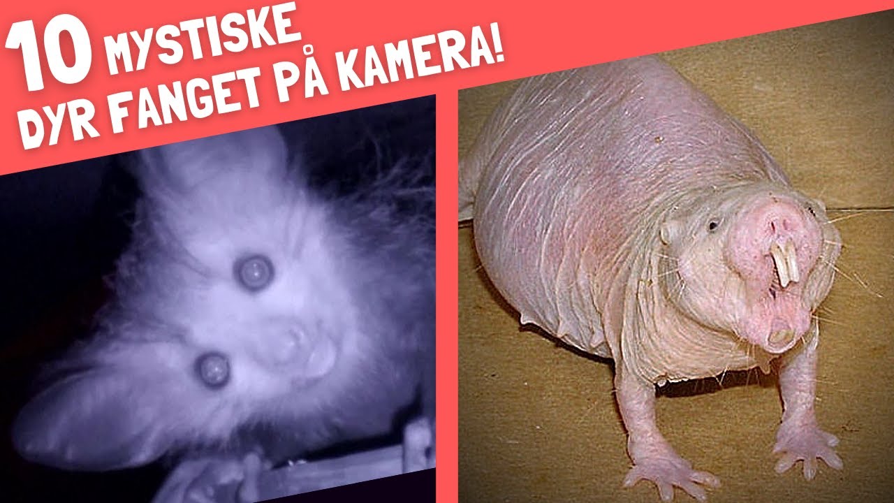 10 mystiske dyr fanget på kamera!