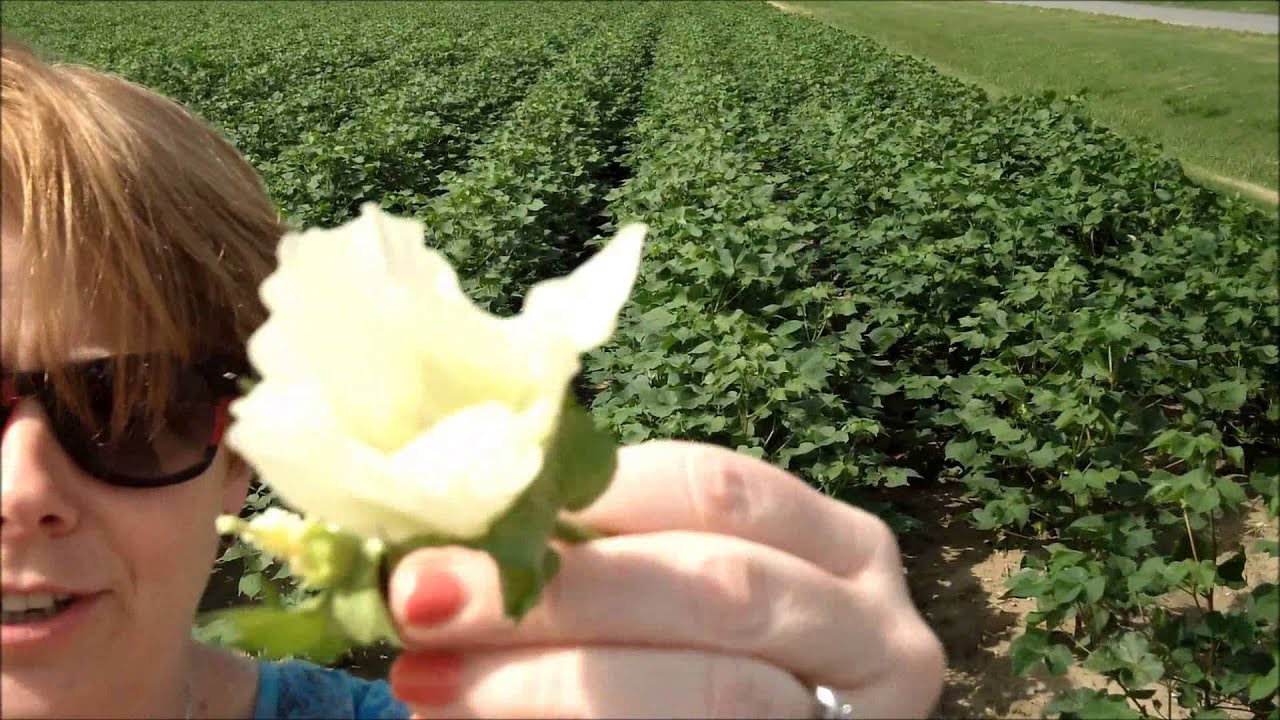 Cotton 101: How to cross pollinate