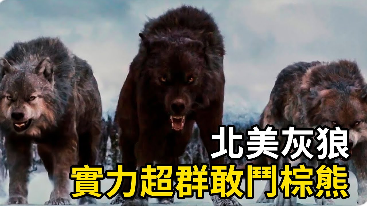狼中之王：北美灰狼，實力超群敢鬥​​棕熊！