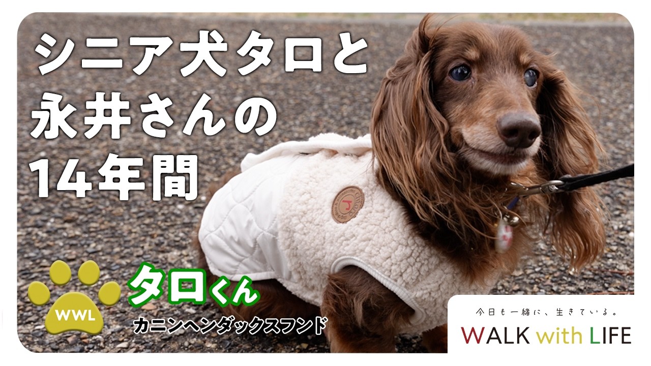 「WALK with LIFE   #1」シニア犬タロと永井さんの14年間