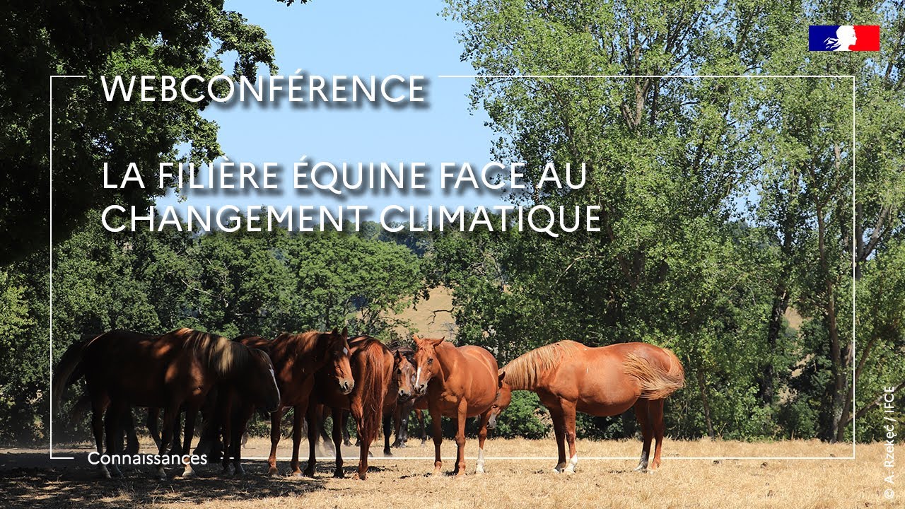 La filière équine face au changement climatique - Anne-Lise Pépin