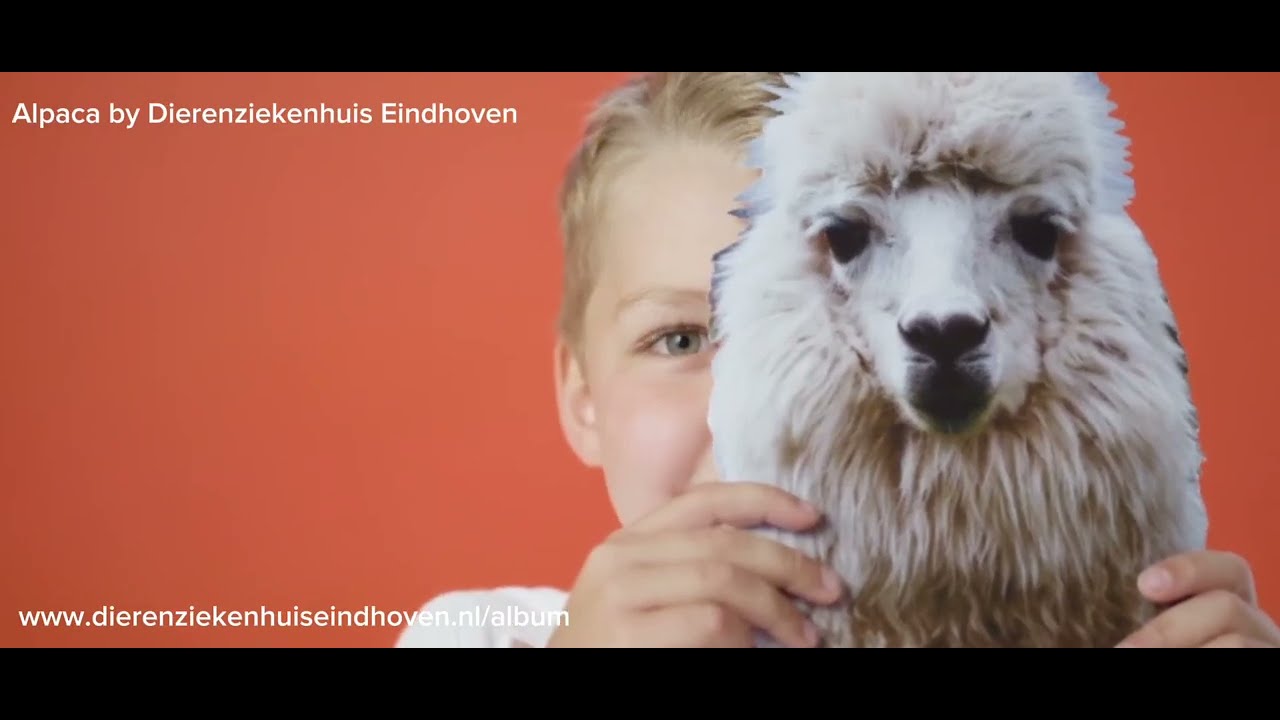 Alpaca - Official Music Video by Dierenziekenhuis Eindhoven