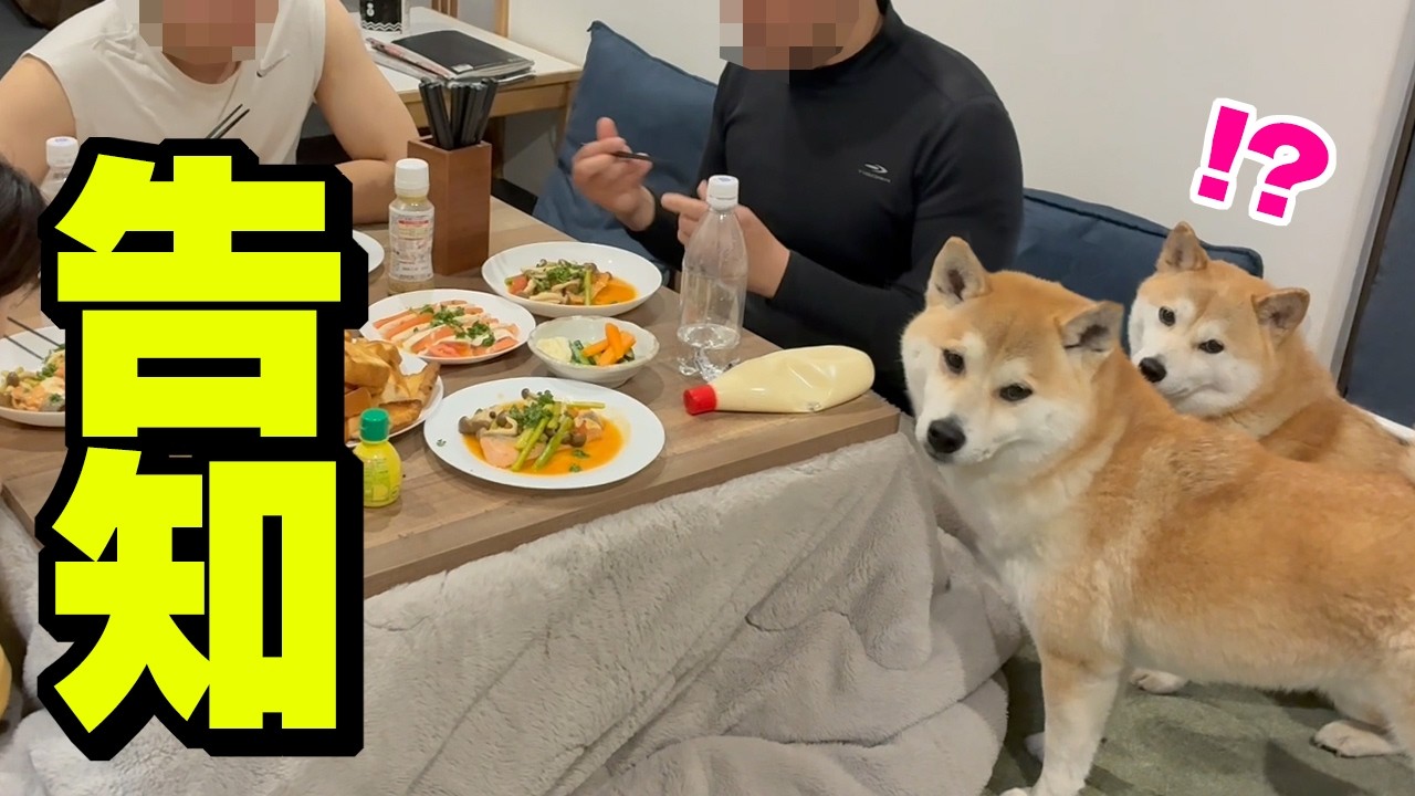 家族が増える事を柴犬姉妹に伝えたら、反応がまるで人間…
