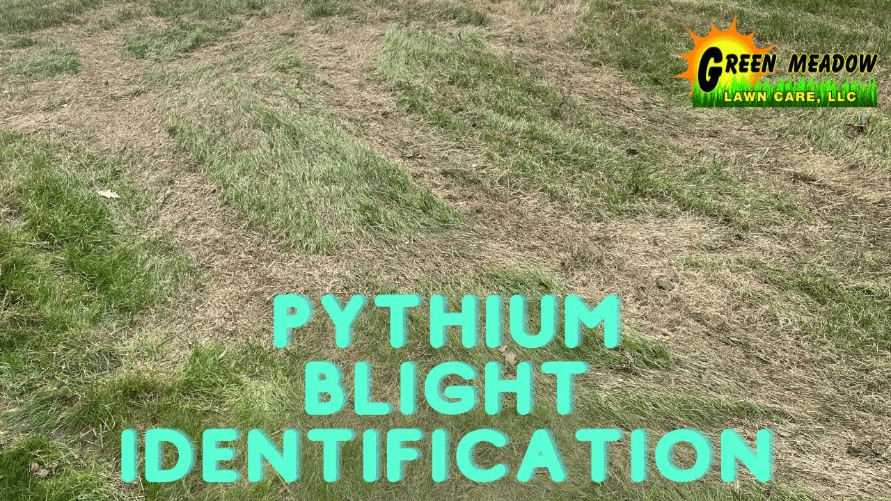 Preventing Pythium Blight Lawn Disease