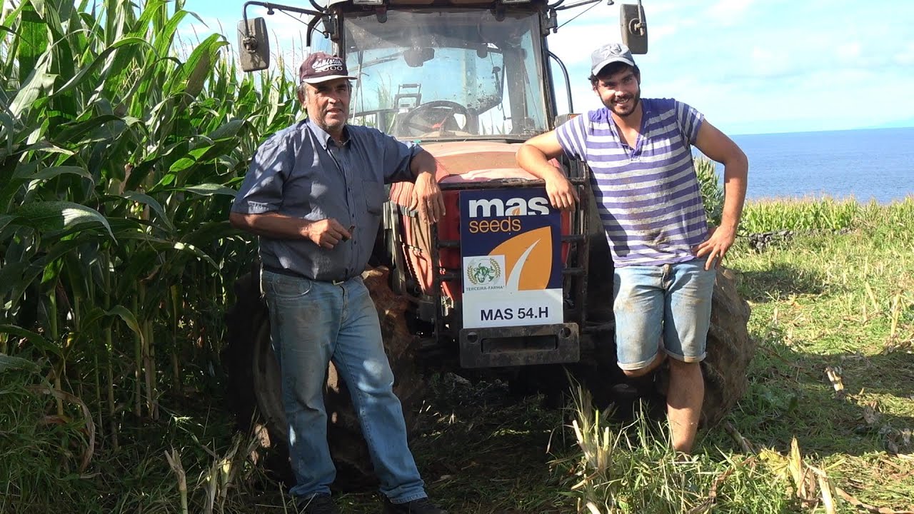 Cortar Milho para silagem (José Leonel Maia)- Cinco Ribeiras-Ilha Terceira (9-9-2021)