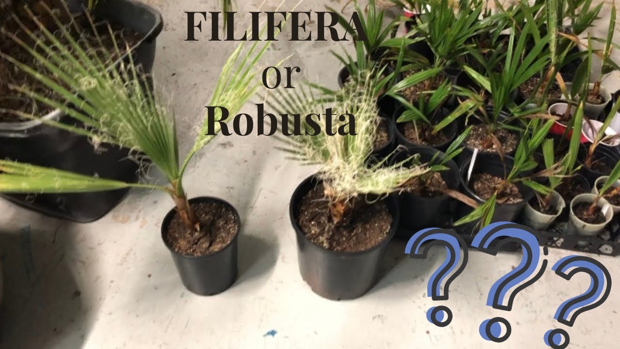 Washingtonia update |filifera or robusta