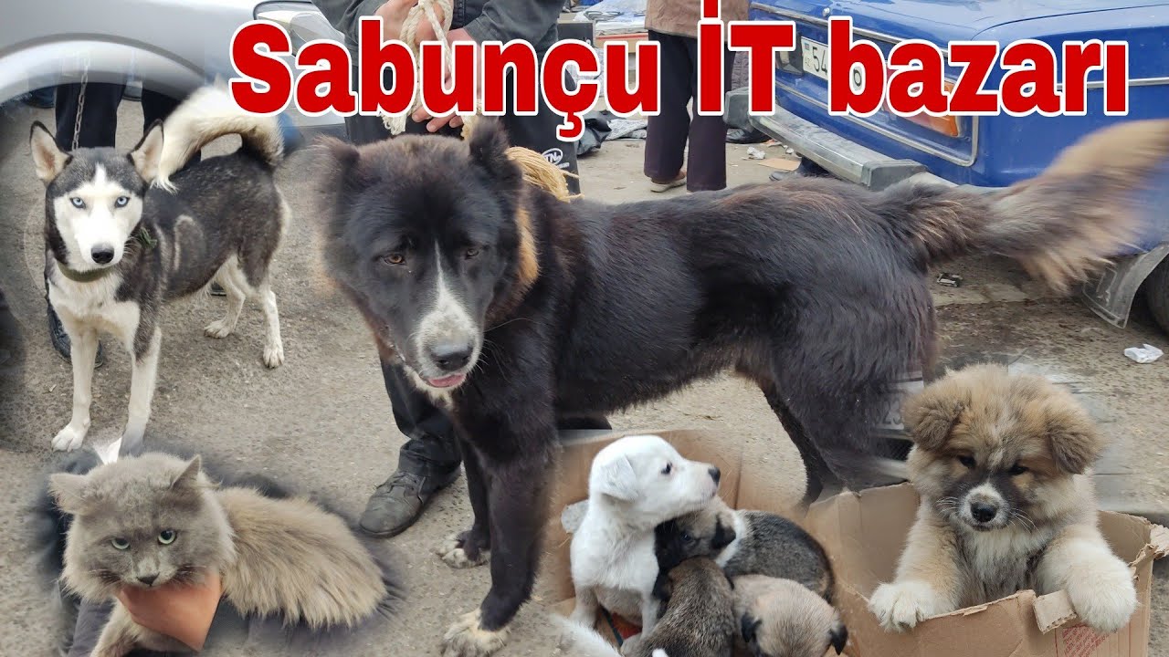 Sabunçu İT bazarı. 14,11,21 #sabuncuitbazari #sabuncubazari #mubarizemintv