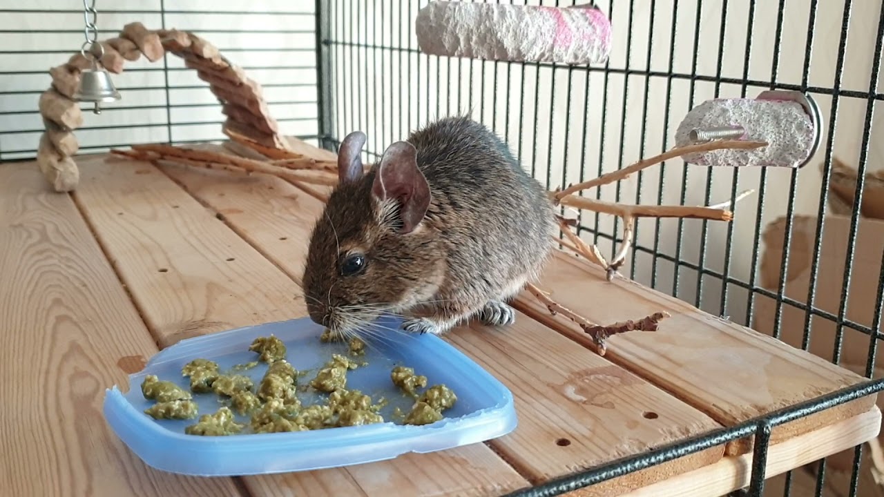 Degu Nita getting recovery feed