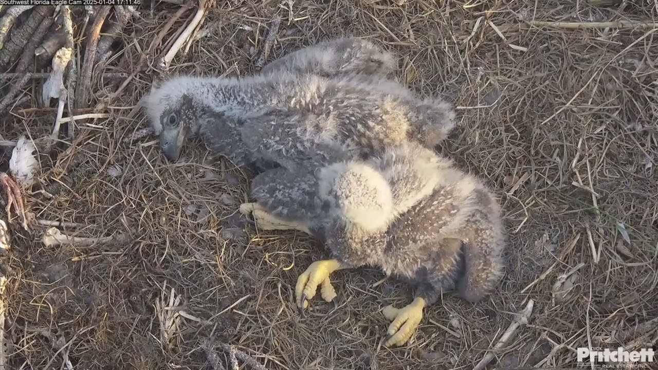 SWFL EAGLE CAM 2025.1.5