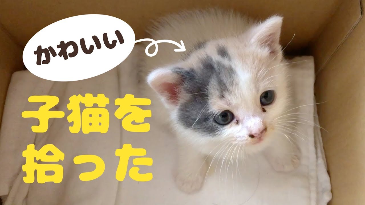 かわいい子猫を拾った。「ぽてと」と名付けて一緒に暮らすことに！
