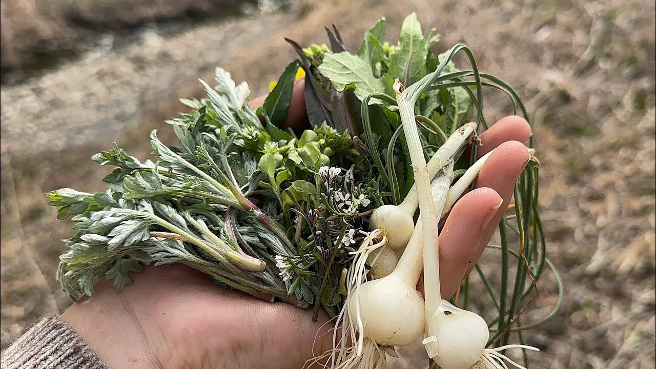 野草採り　7種の野草入りグリーンカレー　ヨモギ ノビル カラシナ オオイヌノフグリ ハコベ ミチタネツケバナ アブラナ