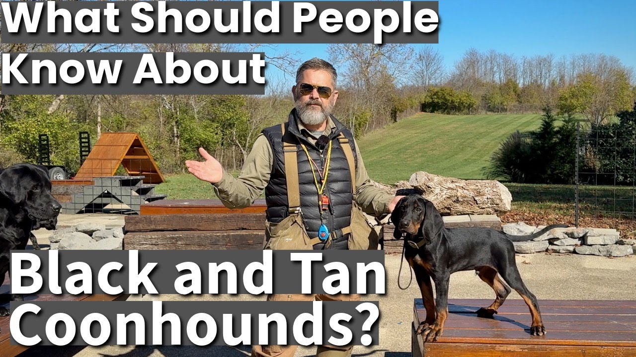 Black & Tan Coonhound | What Should People Know?