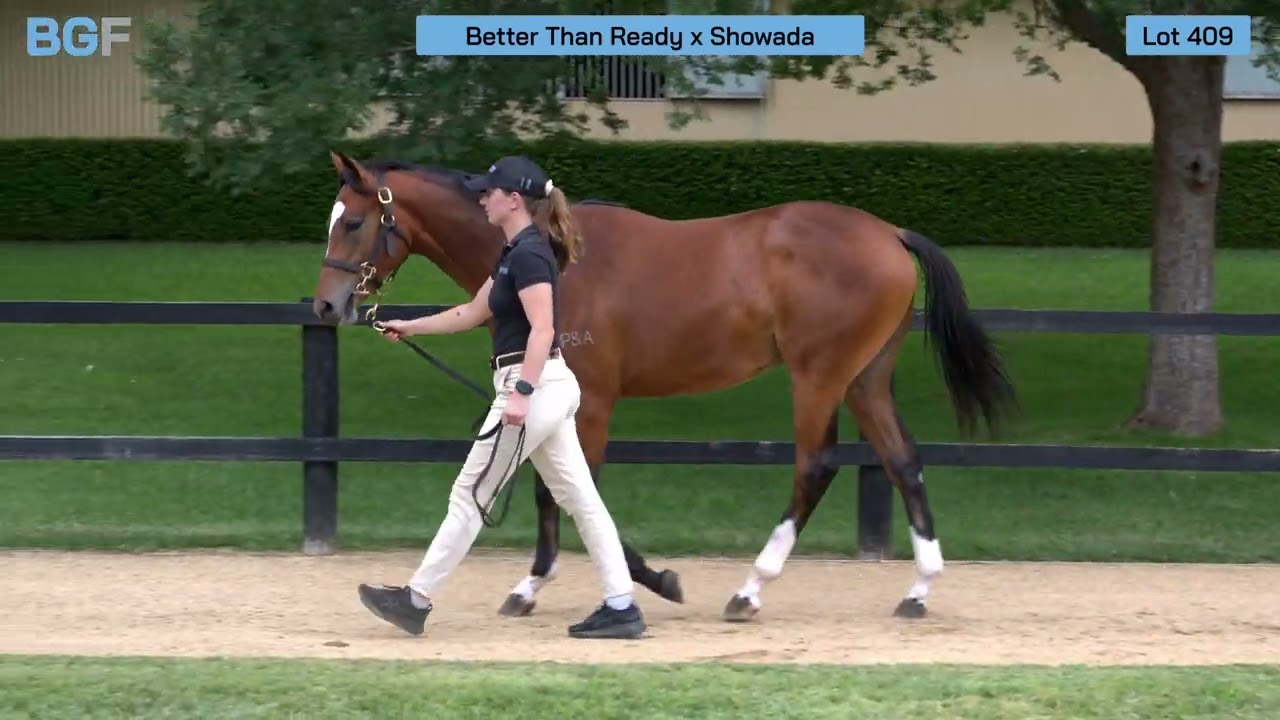 Lot 409 - Better Than Ready x Showada colt - 2026 Magic Millions Gold Coast March Yearling Sale