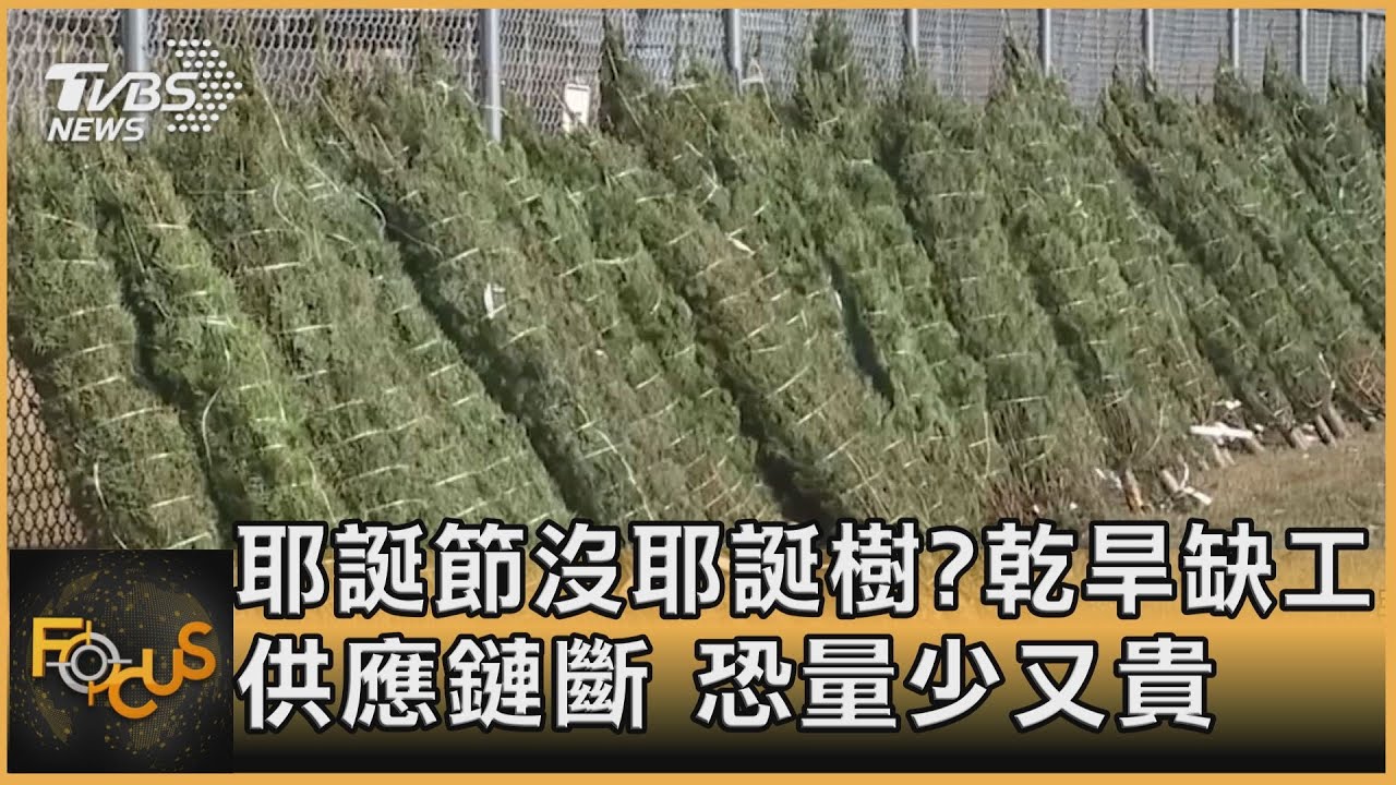 耶誕節沒耶誕樹?乾旱缺工.供應鏈斷 恐量少又貴｜秦綾謙｜FOCUS全球新聞 20211105