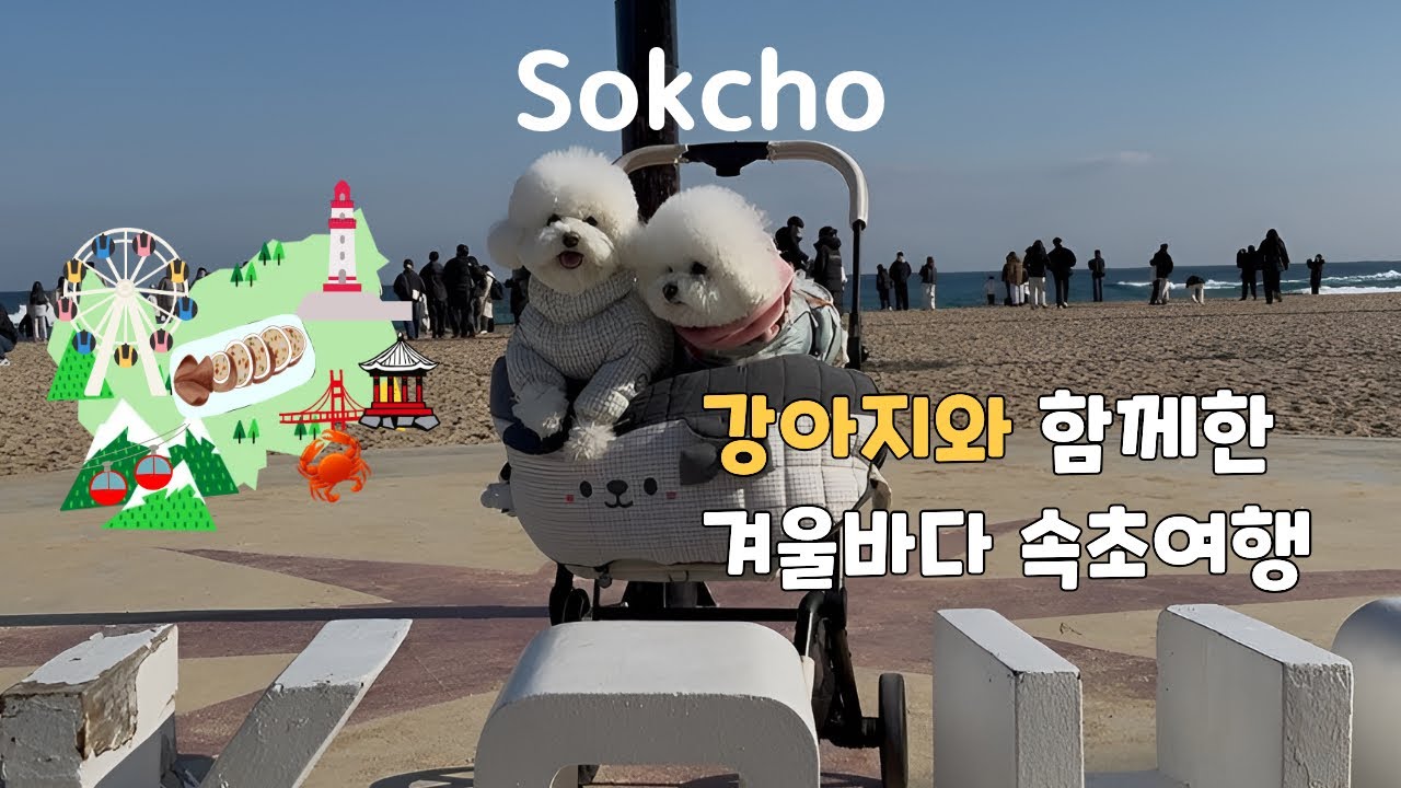 강아지와 함께한 겨울바다 속초여행 @장꾸우동동 (Winter sea Sokcho trip with dog)