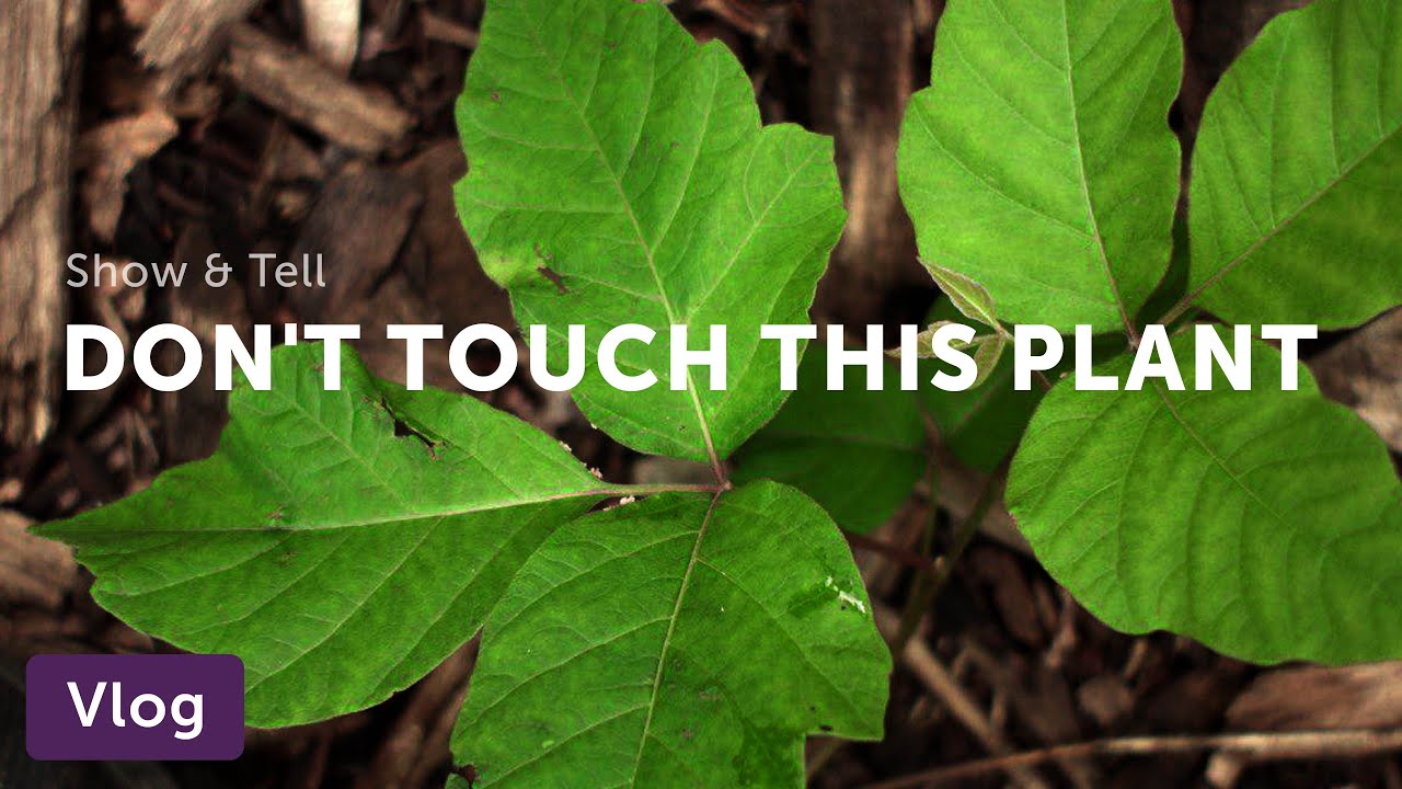 How to Identify Poison Ivy from Lookalikes — Vlog 021