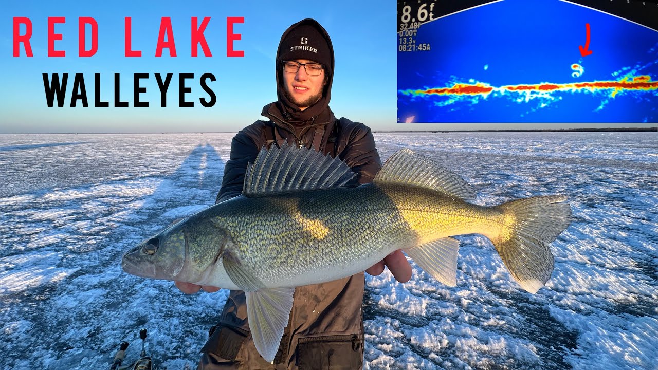 Slammin First ice Walleyes on Upper Red lake!! | Livescope footage!