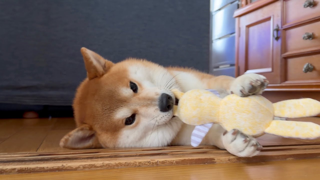 柴犬ジョンちゃんのうさぎさん
