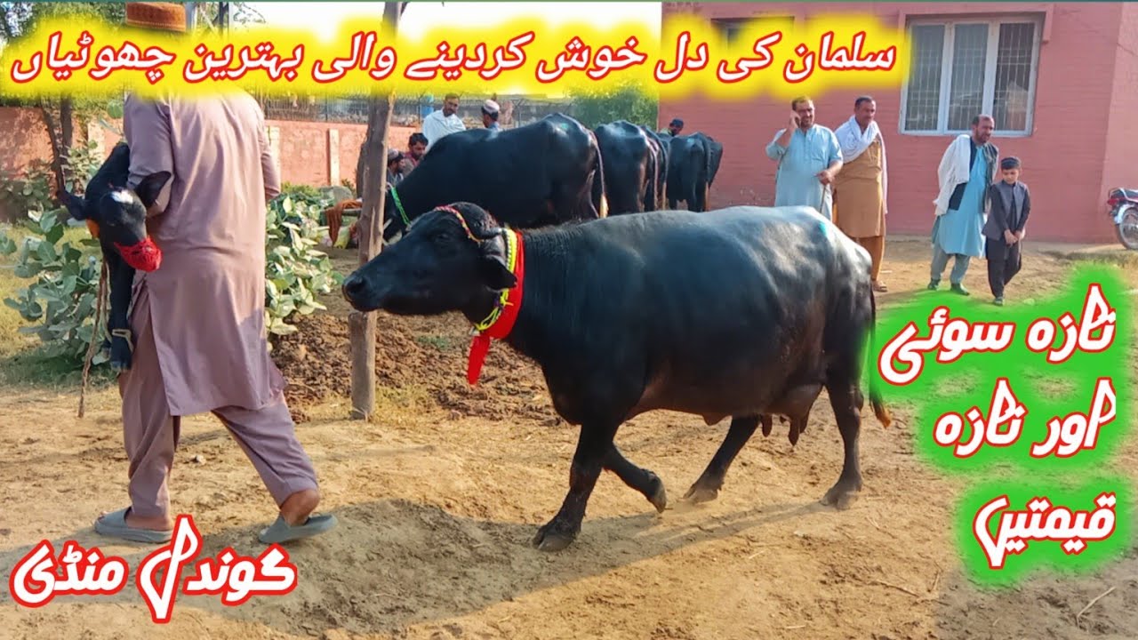 Today Gondal Maweshi Mandi Update 3December2025||Murrah Nili Ravi Buffaloes For Sale  By JK YouTube