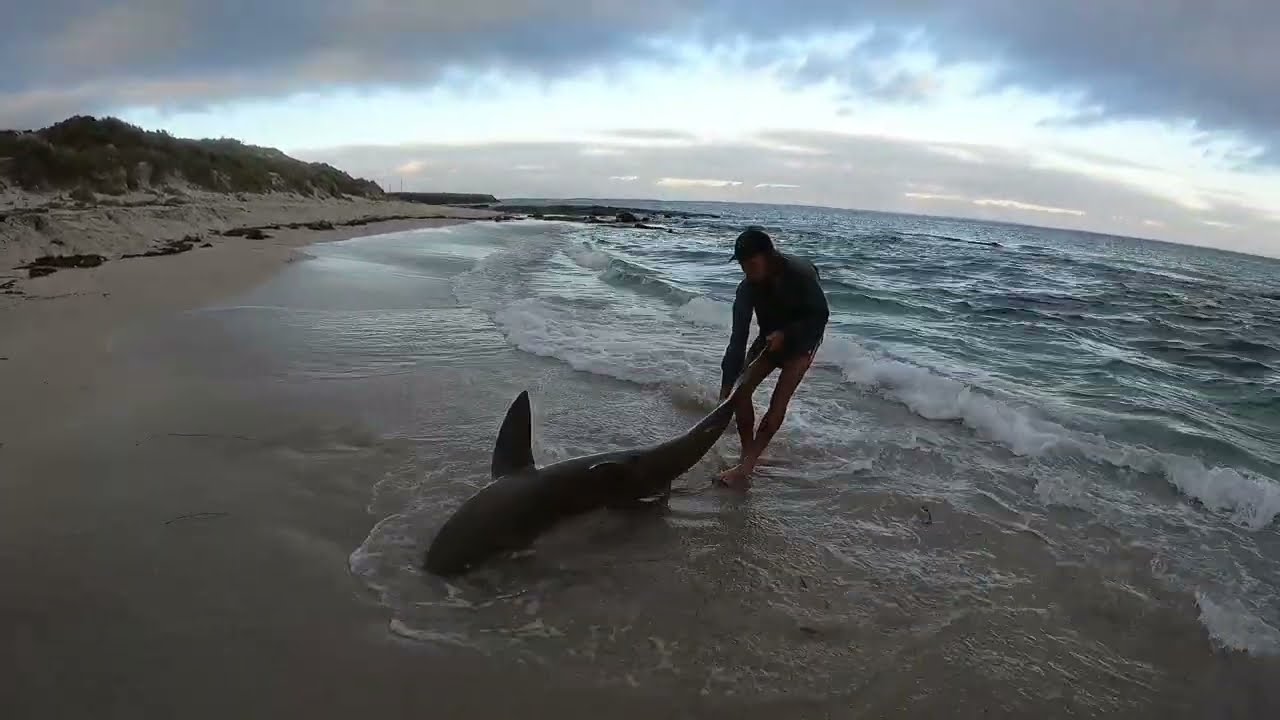 Shark Fishing South West WA - Land Based - Ep 13