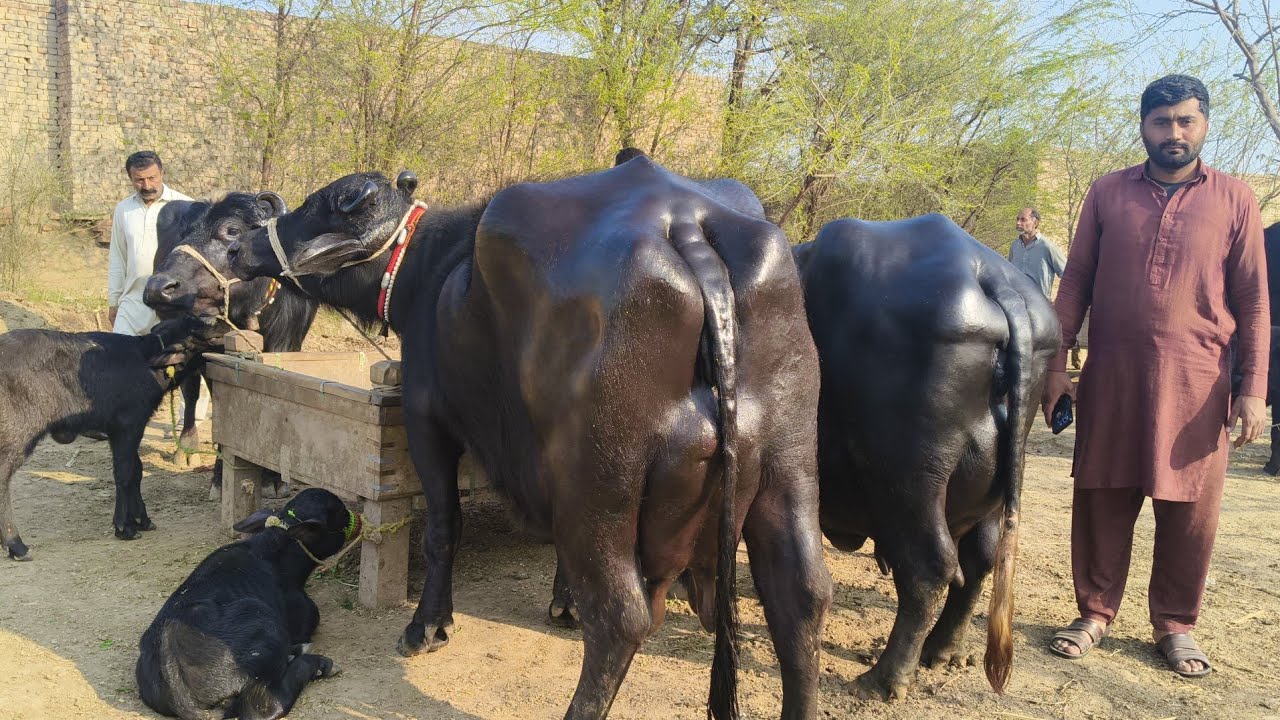 شاہدعلی بلوچ601گ ب| 2عددٹاپ کلاس بھینسیں برائےفروخت10جون Pure Neli Nili  Buffalo For Sale on Eitfaaq