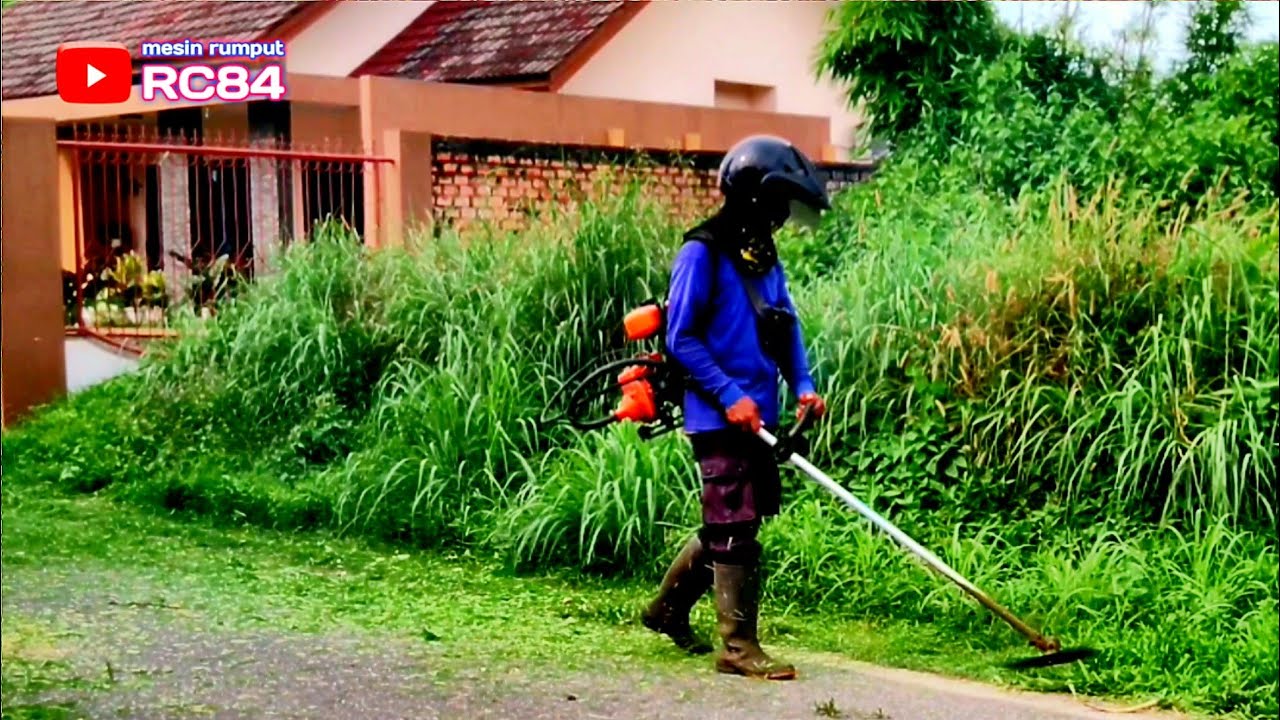 Banyak nyamuk di rumput ini                              mesin rumput #rc84
