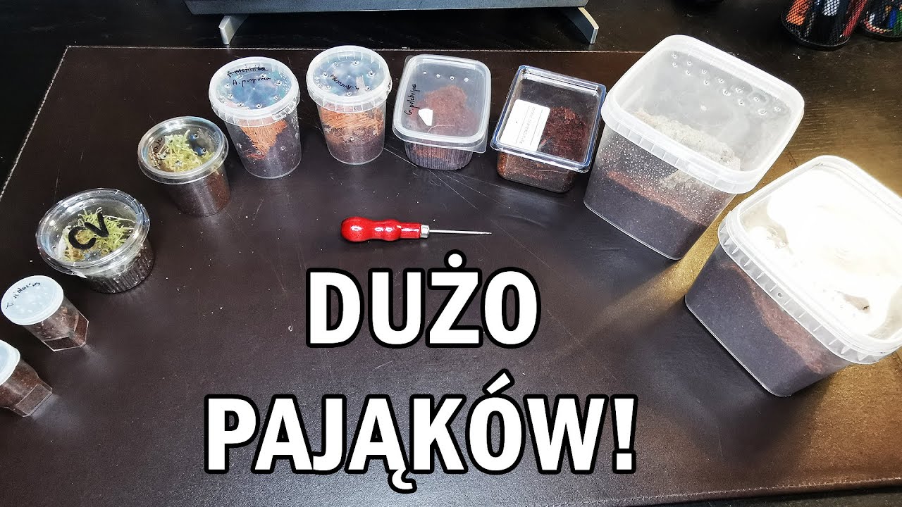 Co kupiłem? - Zakupy z Krakowskich Targ&oacute;w Terrarystycznych!