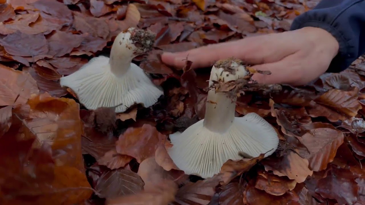 Conoscere i funghi: IL MARZUOLO