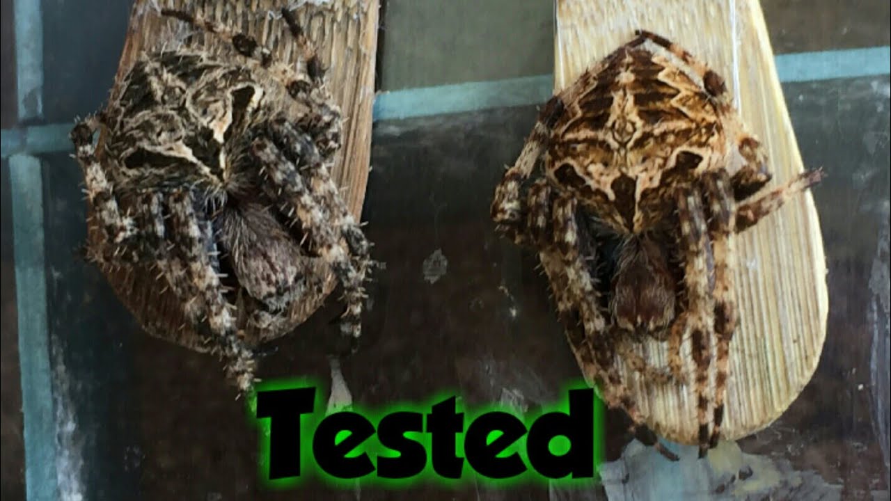 The Best Spiders -Gagamvino's Collection