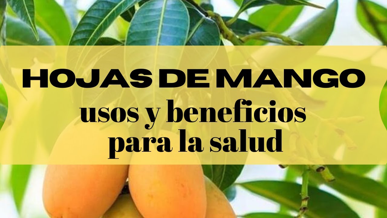 Hojas de mango usos y beneficios para la salud.