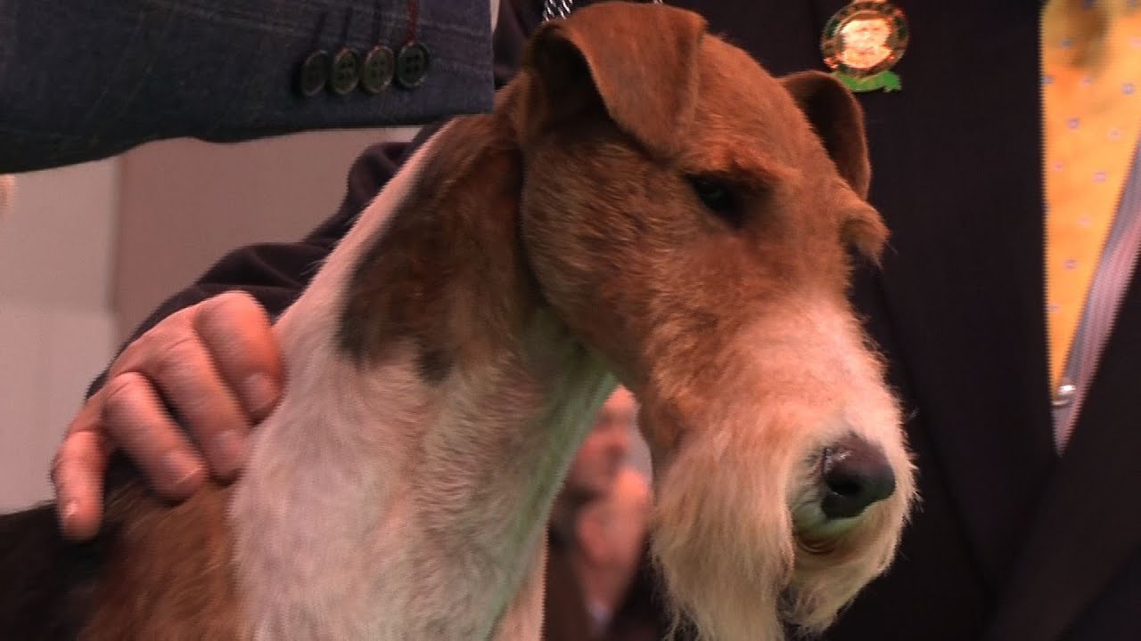 Crufts 2015 - Wire Fox Terrier - Open Dog