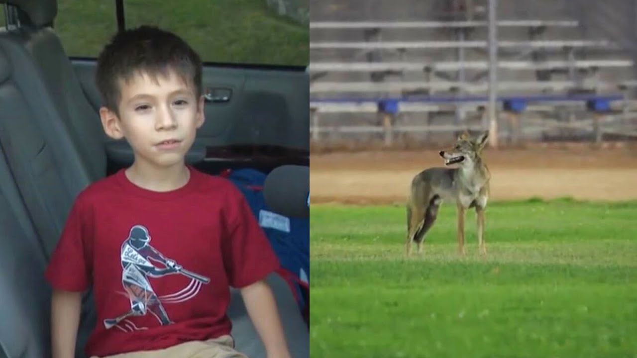 Boy attacked by coyote during softball game at Carson park