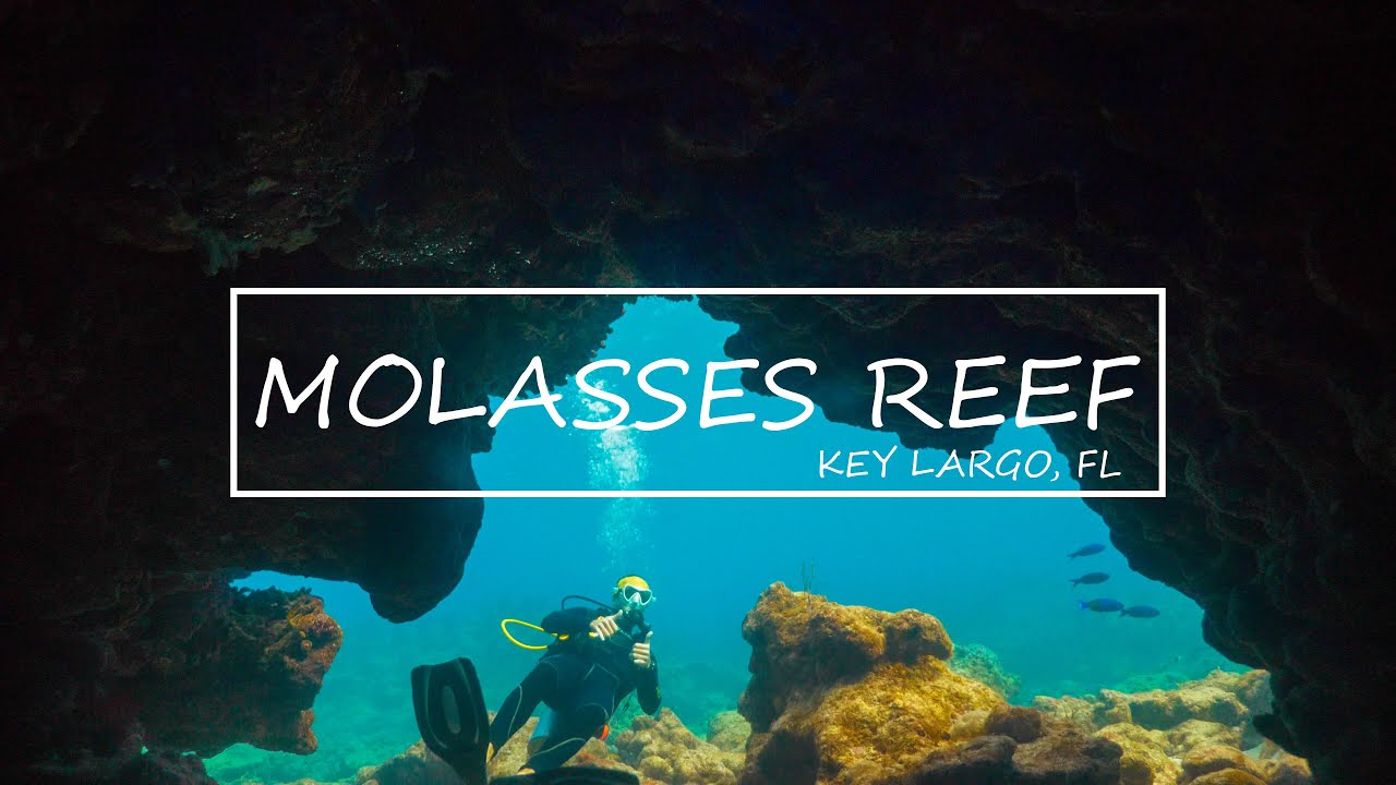 Molasses Reef Key Largo Fish Identification 4K Scuba Diving Adventure