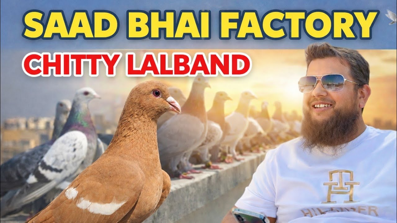 Chitty Lalband Kabutar Ka Zabardast Collection | Saad Bhai Factory Walay. 🔥