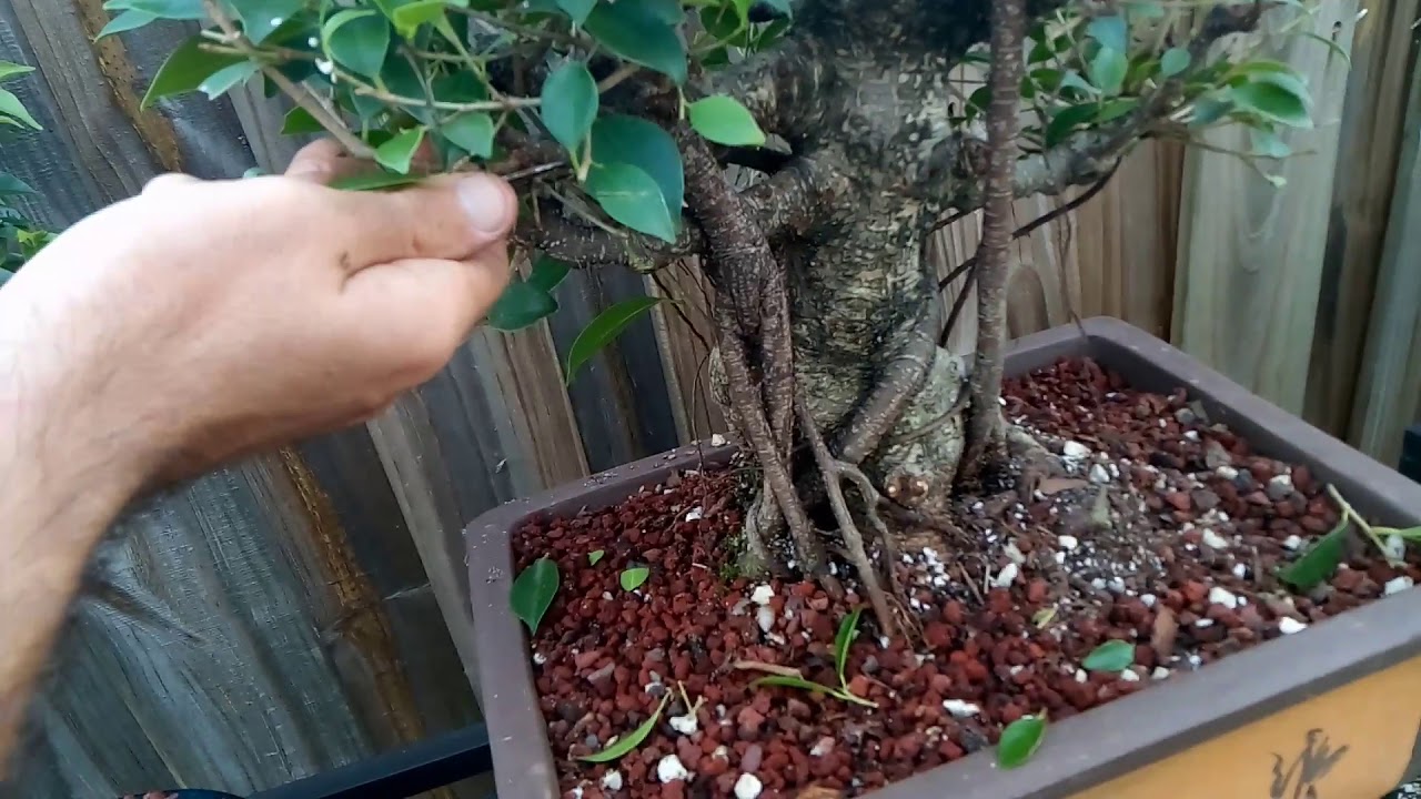Trimming Very Old Ficus Bonsai Specimen