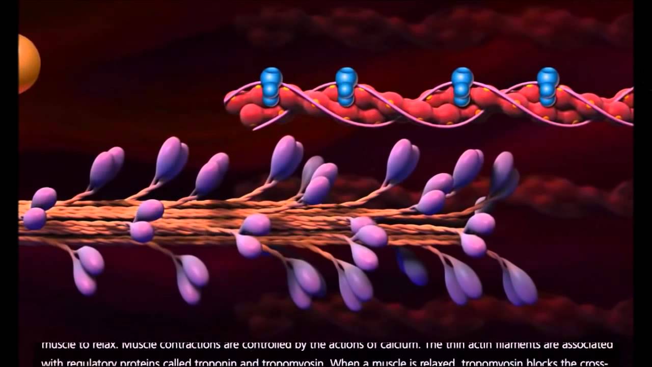 Les molécules impliquées dans la contraction musculaire